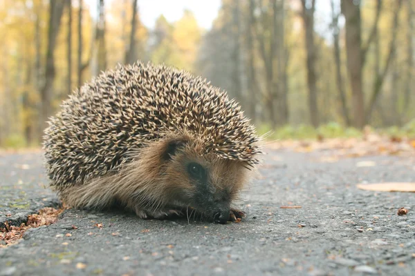 Egel in bos — Stockfoto