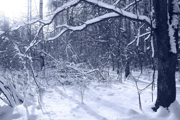 Floresta de Inverno — Fotografia de Stock