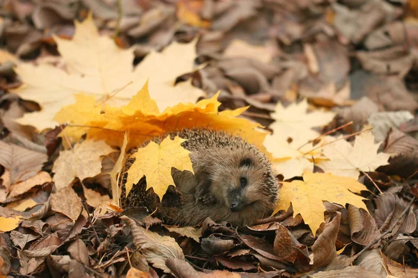 Igel im Wald — Stockfoto