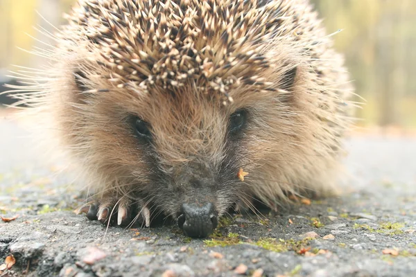 Egel in bos — Stockfoto