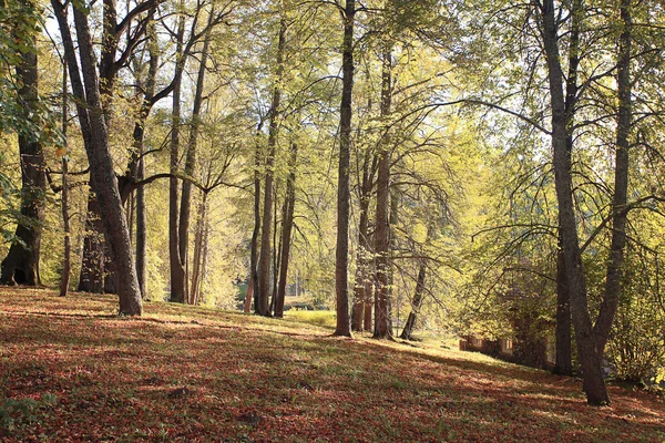 Parque de outono — Fotografia de Stock