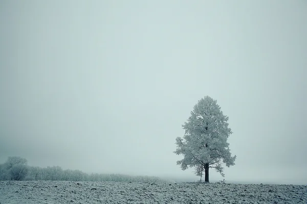 Magányos téli fa — Stock Fotó