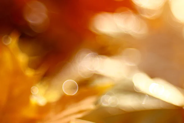 Autumn blurred background — Stock Photo, Image