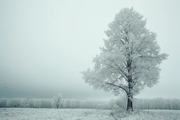 Osamělá zimní strom — Stock fotografie