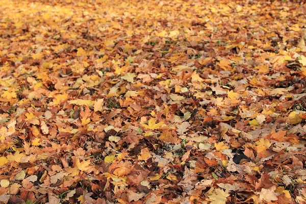 Yellow leaves background — Stock Photo, Image