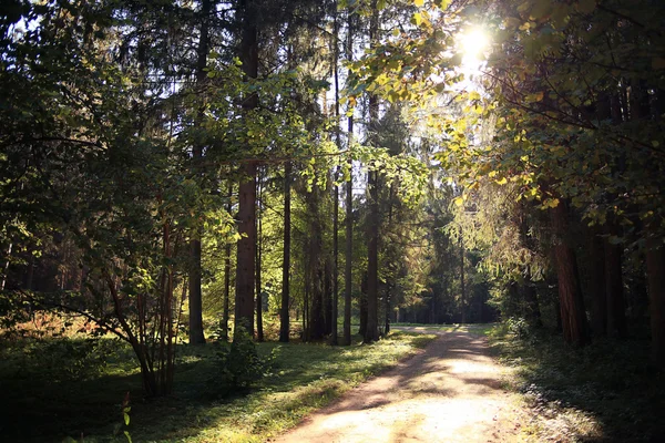 Bosque paisaje —  Fotos de Stock