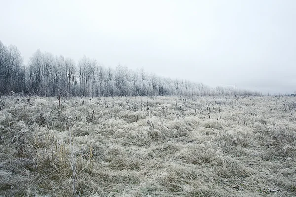 Winter veld — Stockfoto