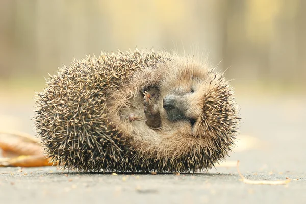 Egel in bos — Stockfoto