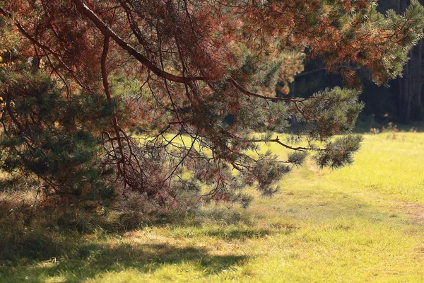 Skogslandskap — Stockfoto