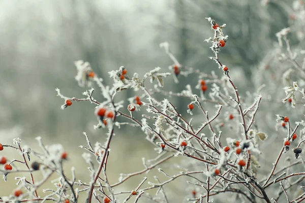 Ramos cobertos de neve — Fotografia de Stock