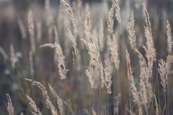 Droog gras — Stockfoto