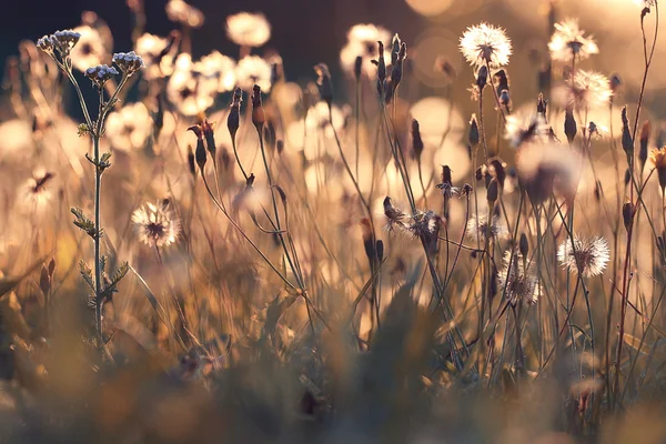 Herbe sèche d'automne — Photo