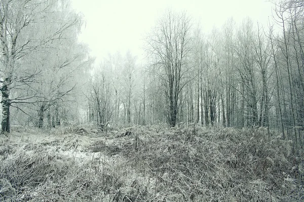 Árboles de invierno — Foto de Stock