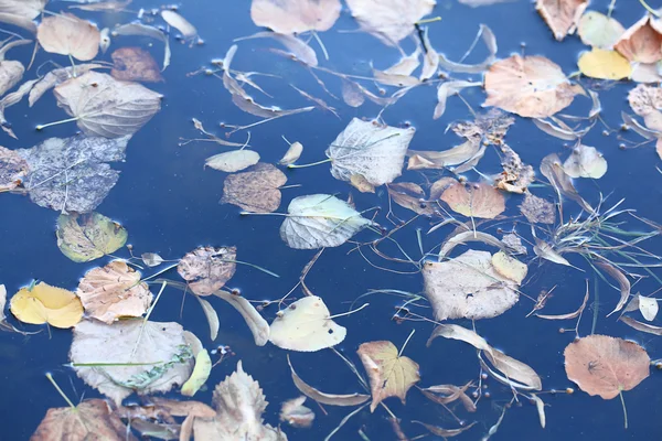 水の上の葉 — ストック写真