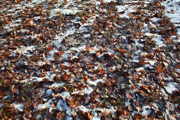 Frozen leaves — Stock Photo, Image