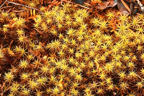 Sarı moss — Stok fotoğraf