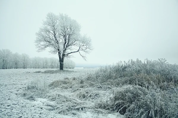 Arbre d'hiver — Photo