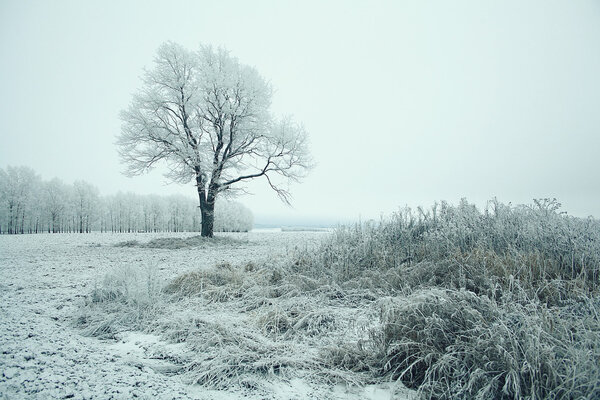 White tree covered with frost, frosty landscape