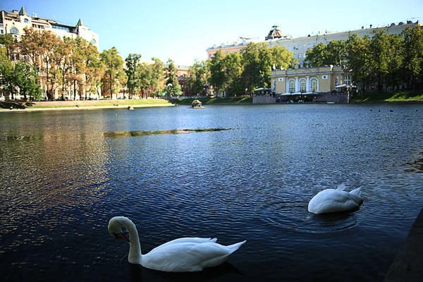 Cisnes en el lago — Foto de Stock