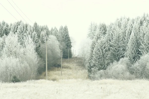 Śnieg lasu — Zdjęcie stockowe