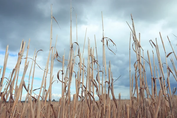 Herfst gras — Stockfoto