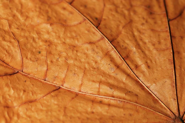 Textura de hoja de arce — Foto de Stock