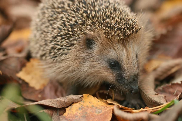 Egel in bos — Stockfoto