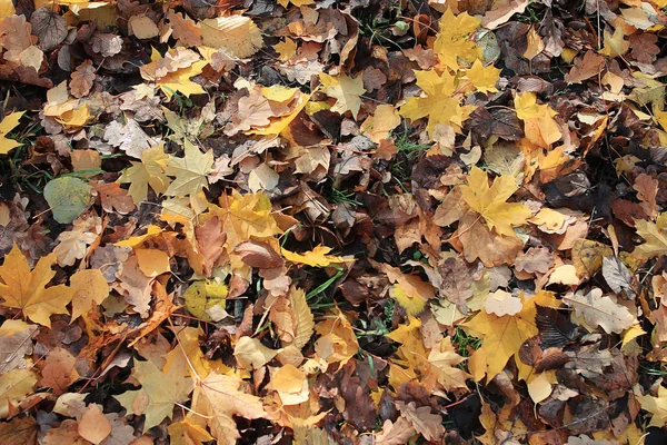 Yellow leaves background — Stock Photo, Image