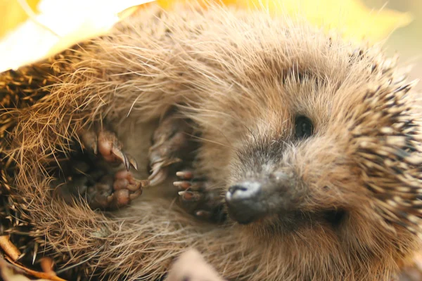 Egel in bos — Stockfoto