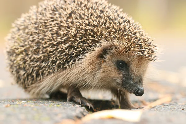 Egel in bos — Stockfoto