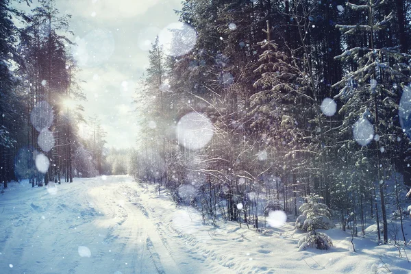 Magische winter forest — Stockfoto