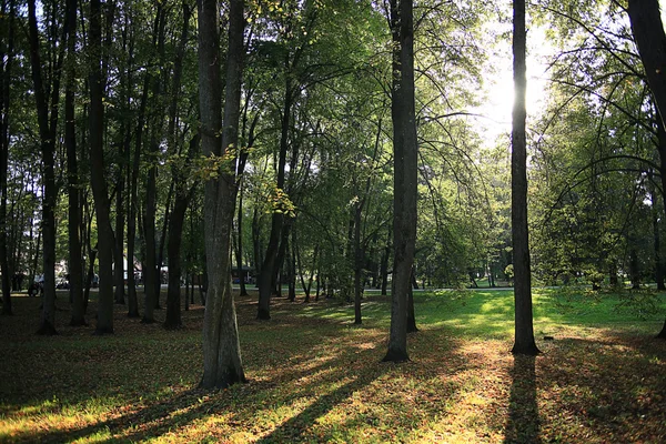 Summer forest — Stock Photo, Image