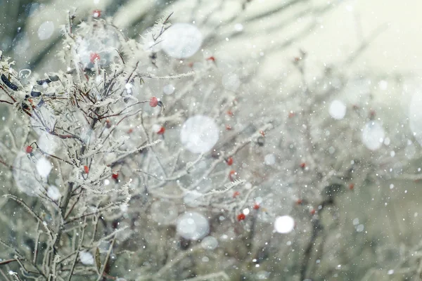 Gałęzie pokryte śniegiem — Zdjęcie stockowe
