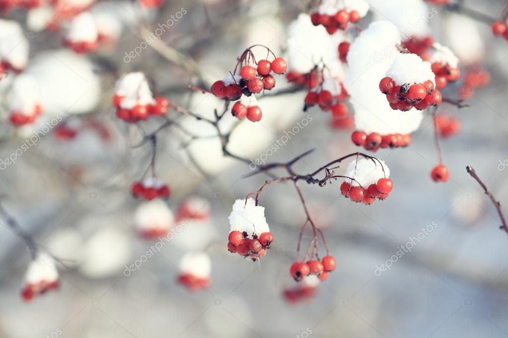 Red berries in snow