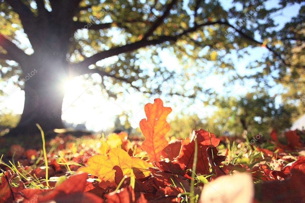 Autumn park