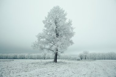 Lonely winter tree clipart