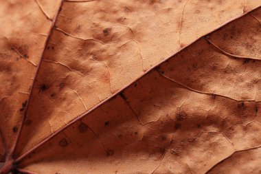 sonbahar yaprak portre