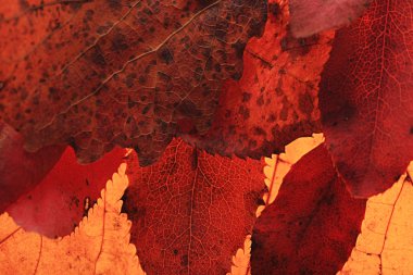 Sonbahar Yaprakları