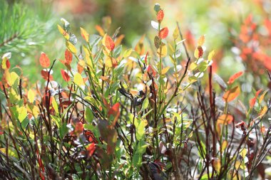 ormandaki yaprakları