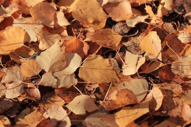 sarı yaprakların arka plan