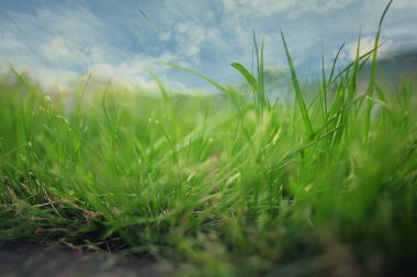 Yeşil Çimen Arkaplanı