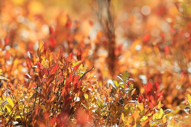 ormandaki yaprakları