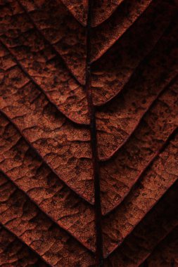 sonbahar yaprak portre