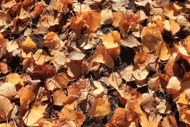 sarı yaprakların arka plan