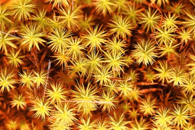 Sarı moss