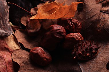 Sonbahar Yaprakları