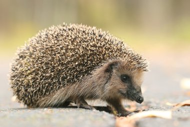 ormandaki kirpi