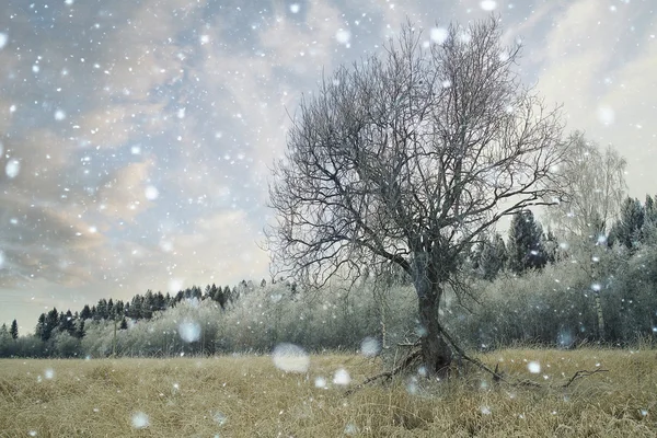 Winter landscape — Stock Photo, Image