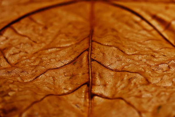 Struttura delle foglie d'acero — Foto Stock