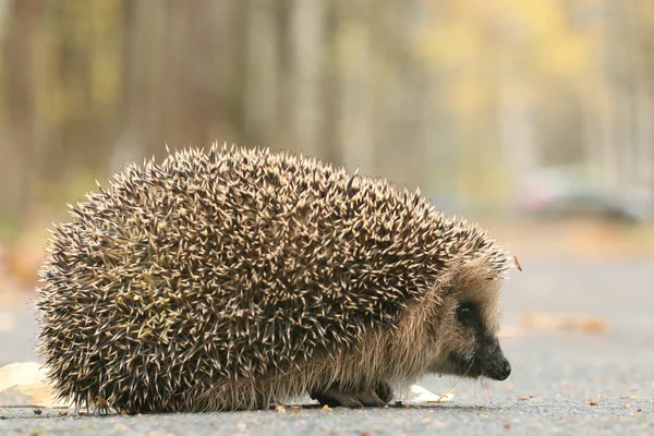 Egel in bos — Stockfoto